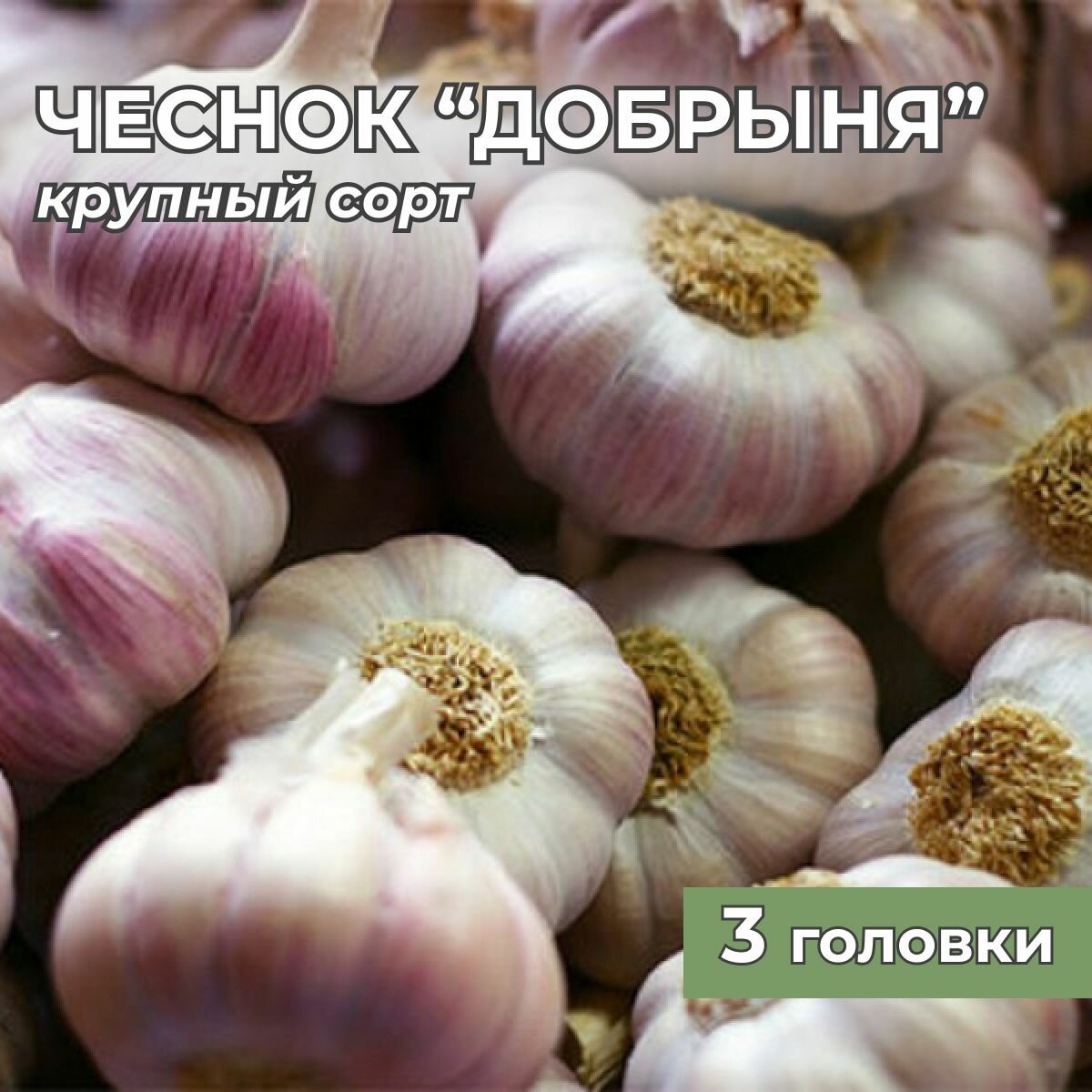 Чеснок крупный озимый 