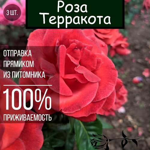 Саженец розы Терракота 3 шт./ Чайно гибридная роза