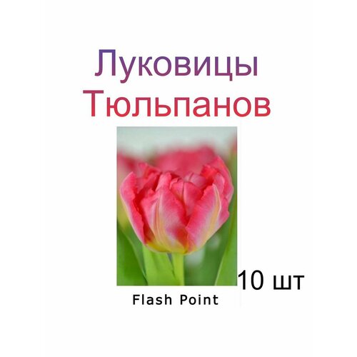 Луковицы Тюльпана Flash Point ( 10 шт)