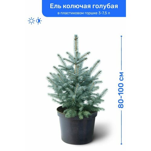 Ель колючая голубая 80-100 см в пластиковом горшке 3-7,5 л, саженец, хвойное живое растение саженец живое растение ель сербская пендула с5