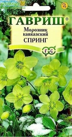Семена Морозник Спринг восточный кавказский 01г Мн 50см (Гавриш)