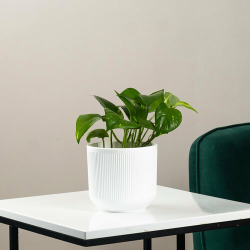 Цветок Эпипремнум в стильном кашпо 3090₽