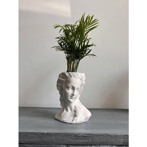 Хамедорея в кашпо Девушка Ренессанс