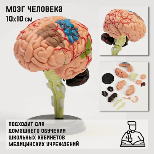 Изображение товара Макет Сима-ленд "Мозг человека", пластик, 10x10 см, разноцветный