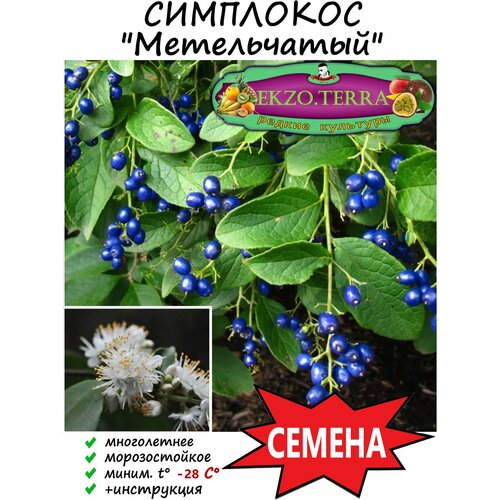Семена Симплокос Метельчатый 