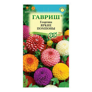 Георгина Яркие помпоны 02 г