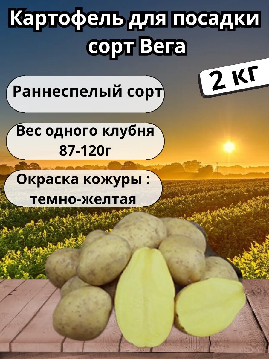 Картофель семенной 