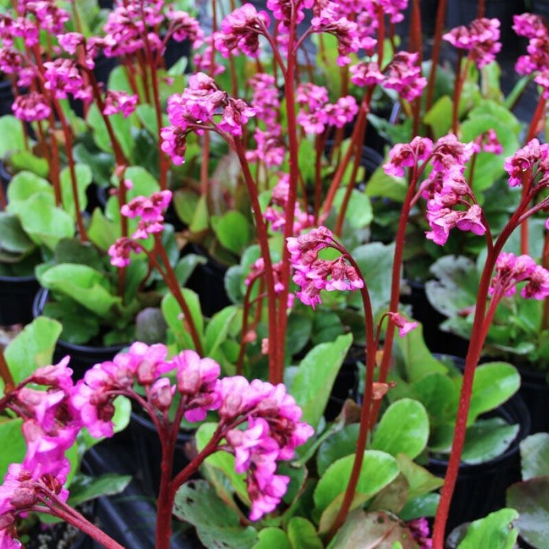 Бадан Винтерглод (1 корневище в горшке р9). Holland Bulbs (Голландия)