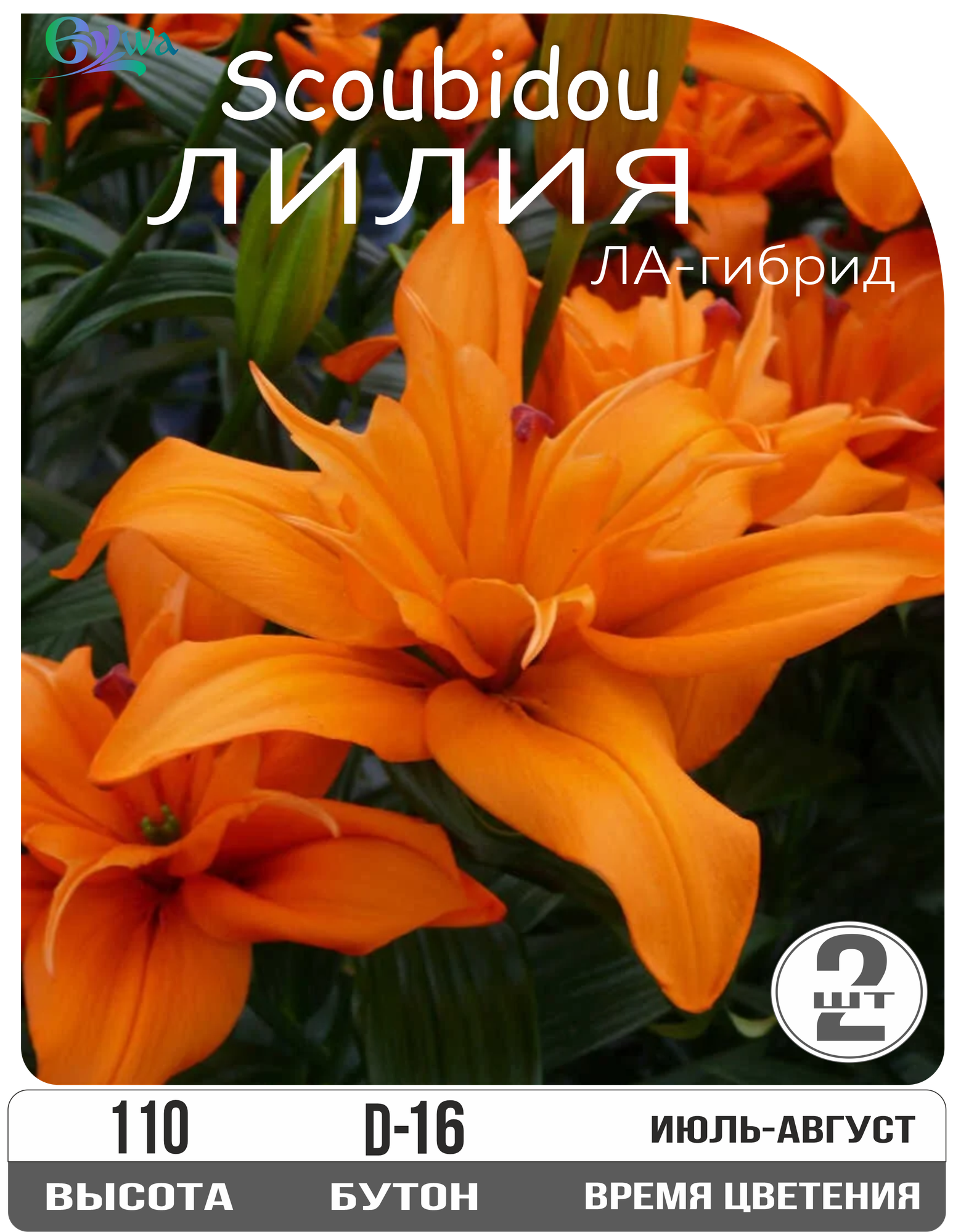 Лилия луковицы многолетние Скубиду ЛА-гибрид махровый высота 110 см оранжевый 2шт.