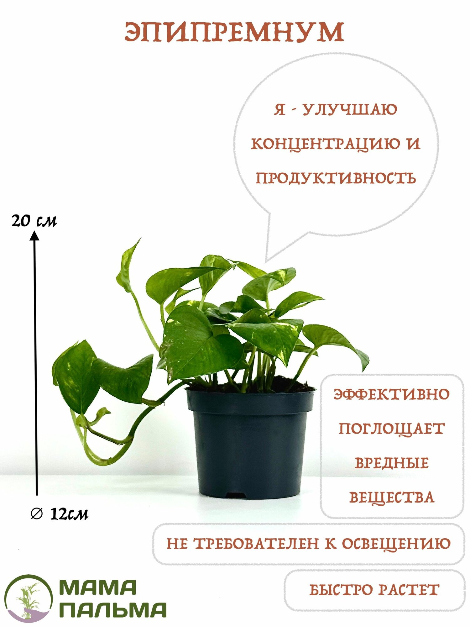 Живое растение Эпипремнум в горшке D12 высота 20 см