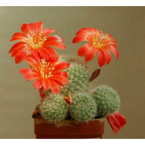 Семена кактус Ребуция Сенилис (Rebutia Senilis) 5 шт.