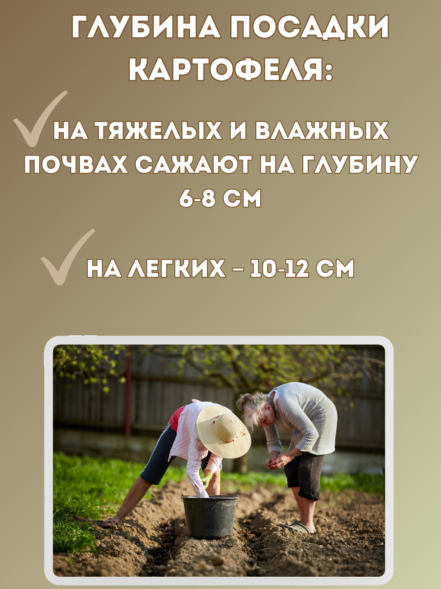 Изображение Картофель семенной Гулливер