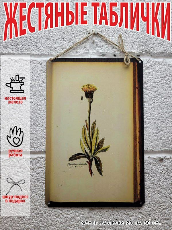 Ботаника постер 20 на 30 см, шнур-подвес в подарок