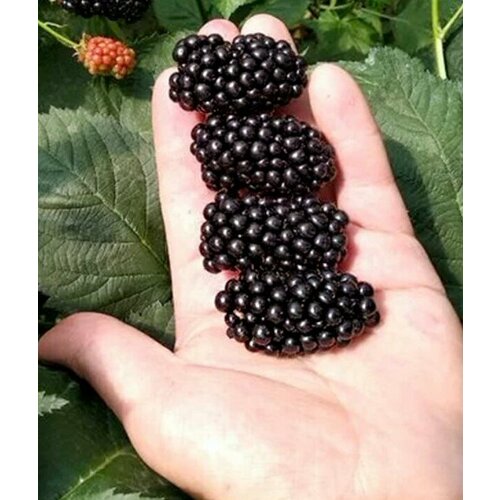 Ежевика Каддо, 2 штуки ежевика обыкновенная бжезина rubus fruticosa саженец 20 30 см 2 года 2л закрытая зкс