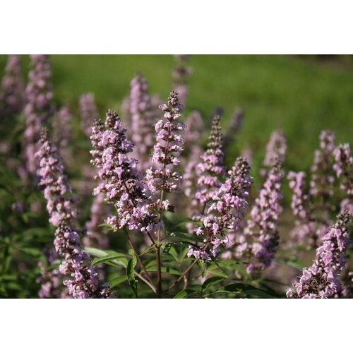 Витекс священный - Целомудренник (лат. Vitex agnus-castus) Семена 35 шт + подарочек