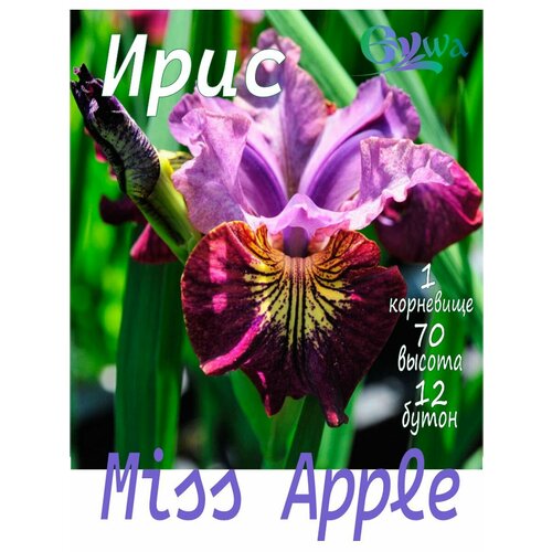 Ирис сибирский, корневище, Мисс Аппл, 1шт