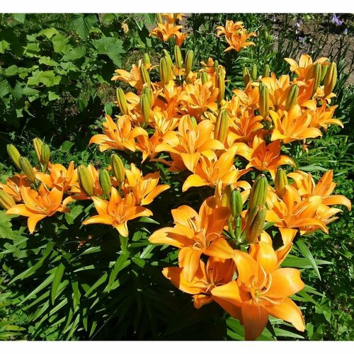 Лилия азиатская Оранж Тон 1 шт 849₽