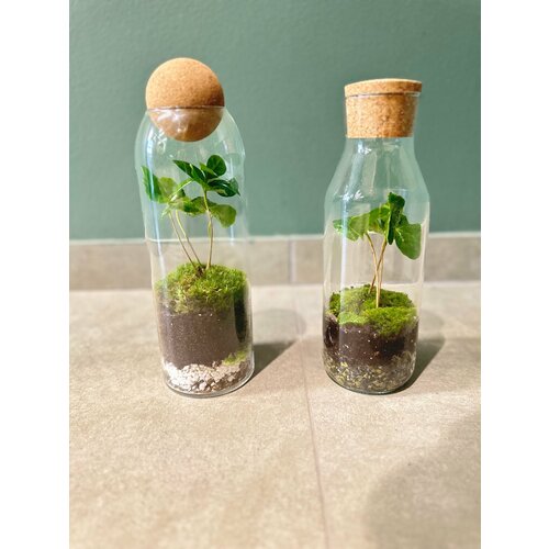 Кофе Арабика флорариум