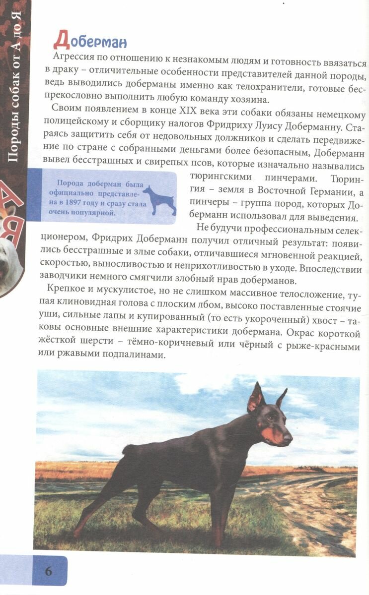Породы собак от А до Я (Еремеев Алексей (иллюстратор)) - фото №7