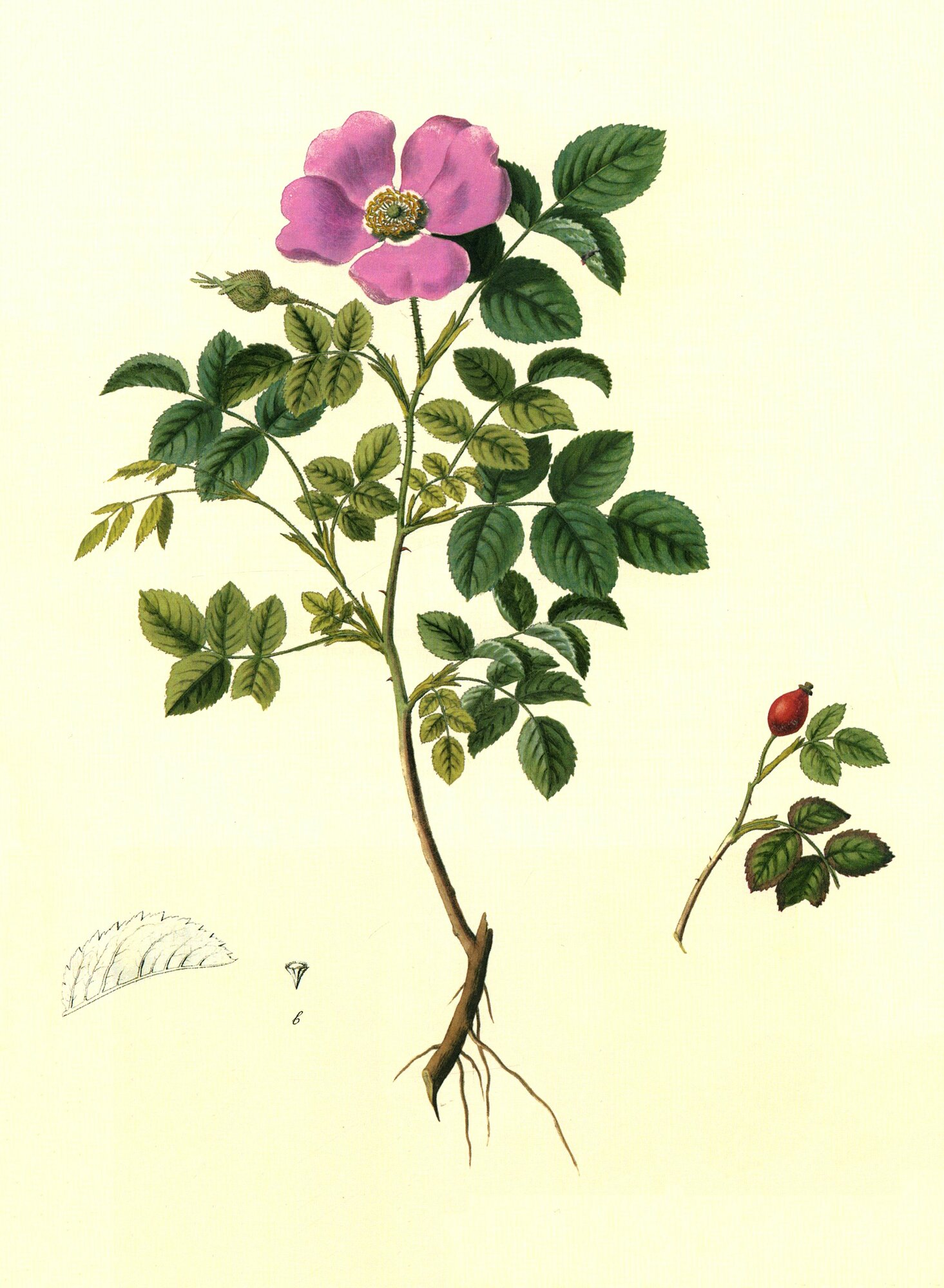 Gennuria plantarum rariorum russiae meridoinalis Ф. К. Биберштейна глазами молодых исследователей - фото №2