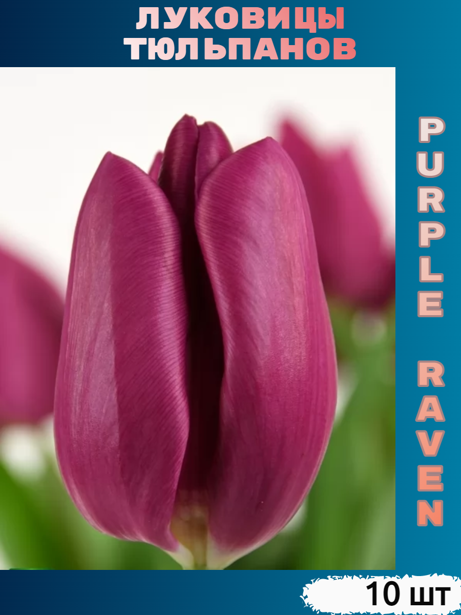 Луковицы тюльпана Purple Raven (10 шт)