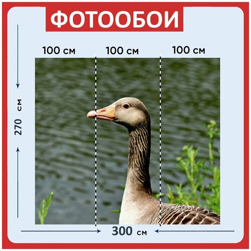 Фотообои Гусь серый гусь птица 300x270 см флизелиновыена стену 3950₽