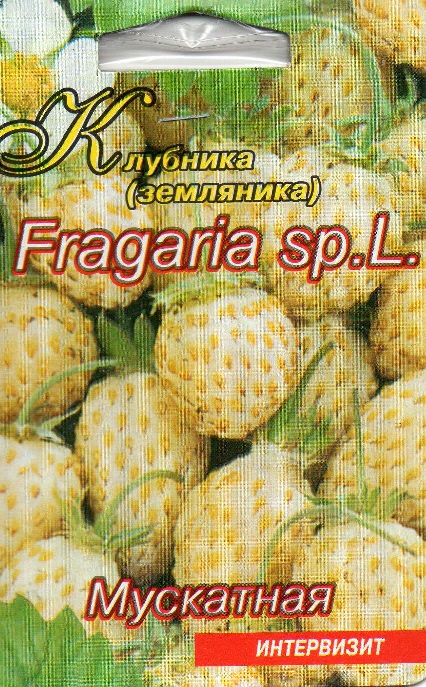 Семена клубника -земляника Мускатная