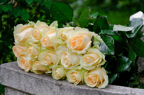 Изображение товара Букет из 15 персиковых роз "Аваланч Пич"