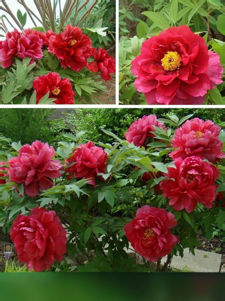 Древовидный пион Ароматное воспоминание в тубе