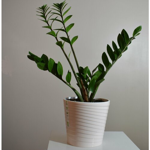 Замиокулькас Лакки Zamioculcas Lucky Долларовое дерево d21