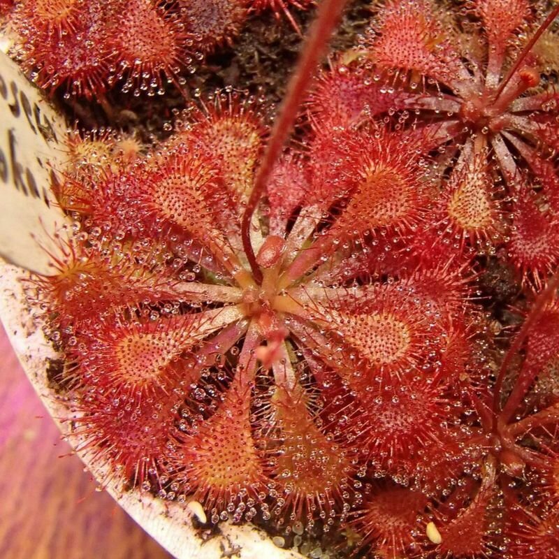 Семена Мухоловка Росянка, Drosera Tokaiensis 10+ шт, хищное растение, поедающее мух — фото 1