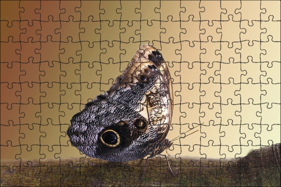 Магнитный пазл "Бабочка, крылья бабочки, чешуекрылые" на холодильник 27 x 18 см.