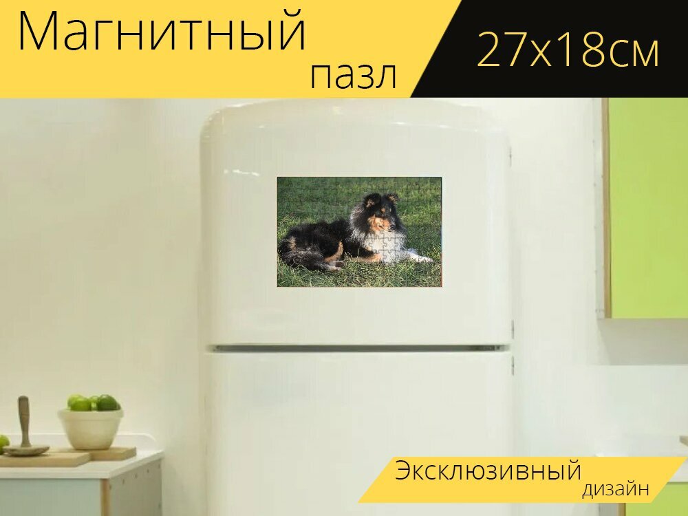 Магнитный пазл "Собака, шетландская овчарка, собака лежа" на холодильник 27 x 18 см.