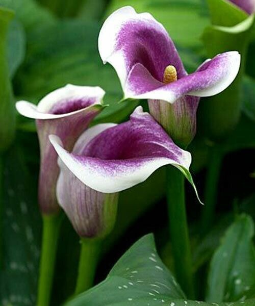 Калла Пикассо 1шт