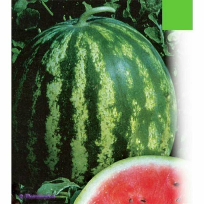 Арбуз Мелитопольский семена 10 шт