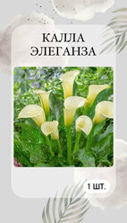 Каллы Элеганза, луковичные растения, многолетние цветы