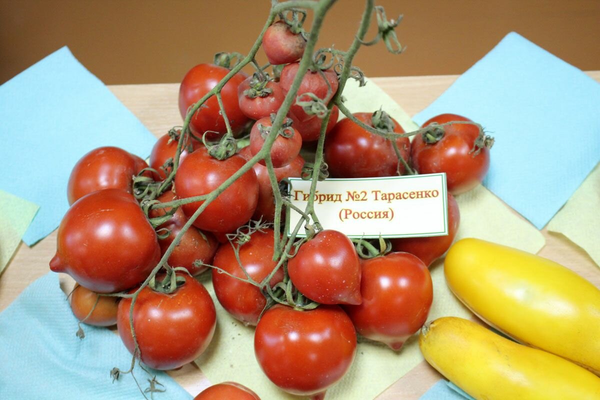 Коллекционные семена томата Гибрид 7 Тарасенко