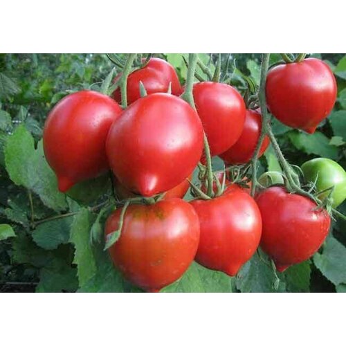 Коллекционные семена томата Будёновка старинная канат рукав kaitogi красный 4 метра плотность 600 гр