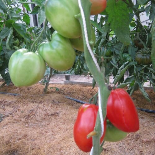 Коллекционные семена томата Казахская слива