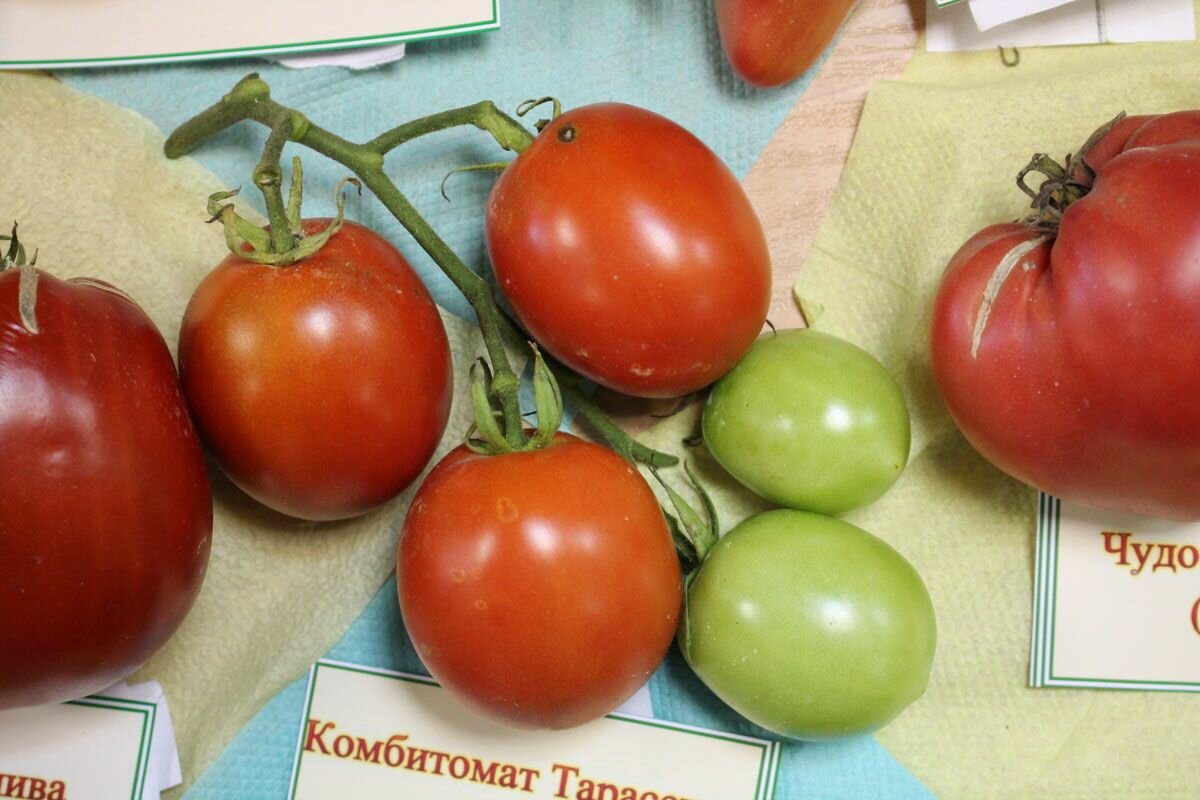 Коллекционные семена томата Комбитомат Тарасенко