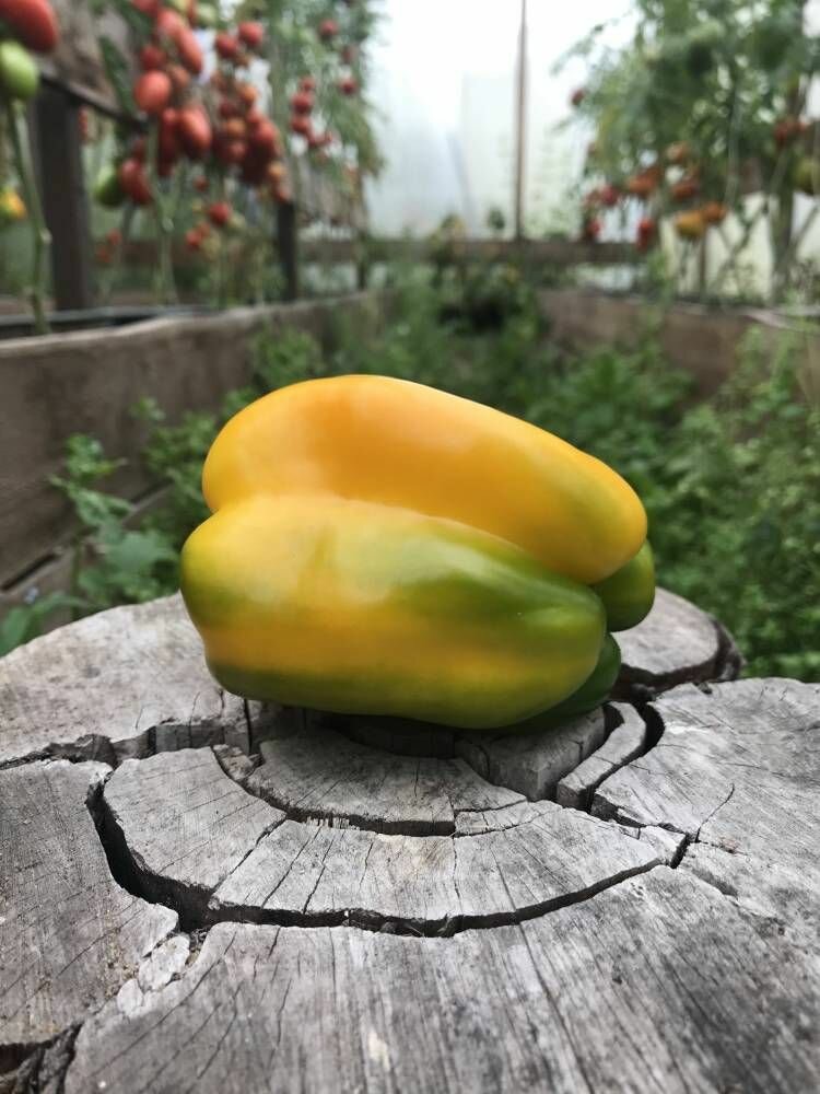 Коллекционные семена перца сладкого Золото Большой Медведицы