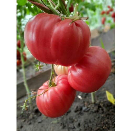 Коллекционные семена томата Сердце Доминго Х Выбор Билла Фасоли