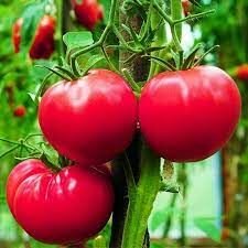 Коллекционные семена томата Банзай