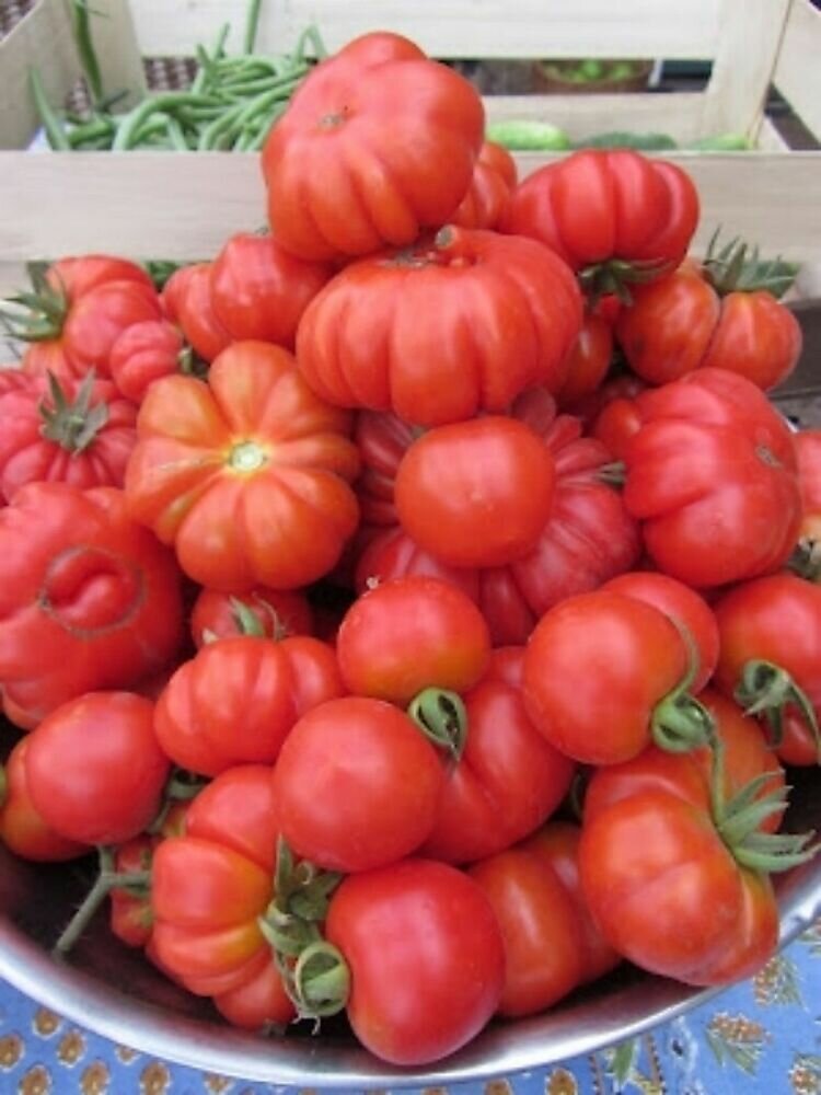 Коллекционные семена томата Итальянский Гринбуш