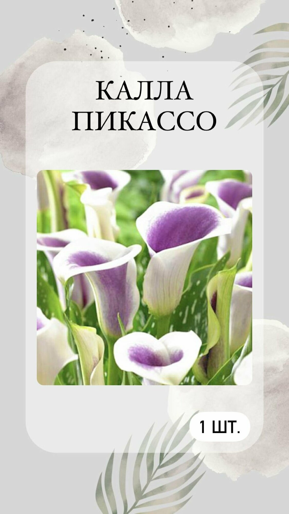 фото Каллы, луковичные растения, многолетние цветы