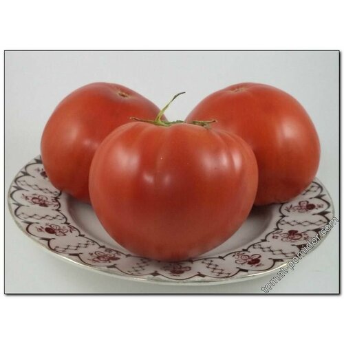 Коллекционные семена томата Ковровские малиновые шпроты крупные тм вкусные консервы 160 г
