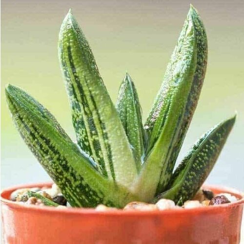 Гастерия Смоки (Gasteria Smokey) D5см