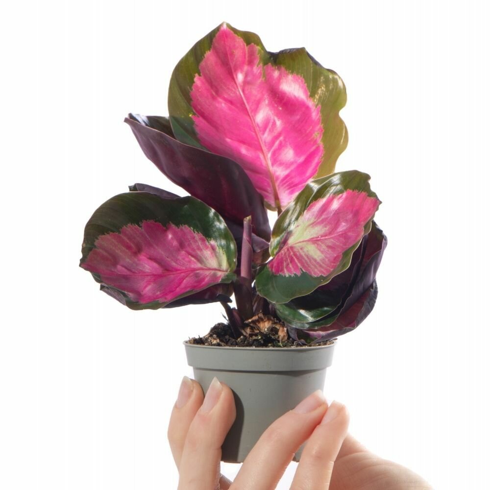 Калатея Розеопикта Рози (Calathea Roseopicta Rosy) D6см