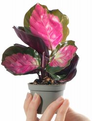 Калатея Розеопикта Рози (Calathea Roseopicta Rosy) D6см