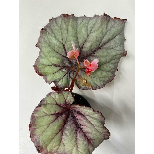 Бегония Зеркальная гладь - Лист